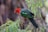 A cheerful parrot perched on a branch surrounded by vibrant greenery.