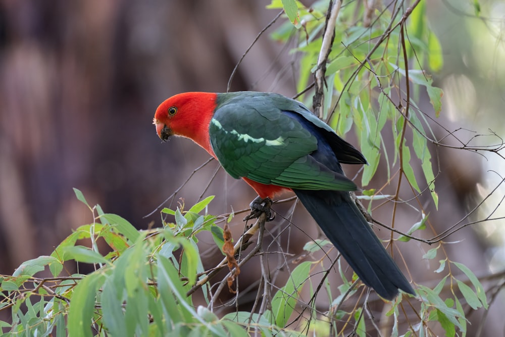 a red and green bird perched on a tree branch