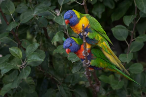 A vivid close-up of a rainbow lorikeet perched on a native gum tree branch, feathers shimmering in the morning light.