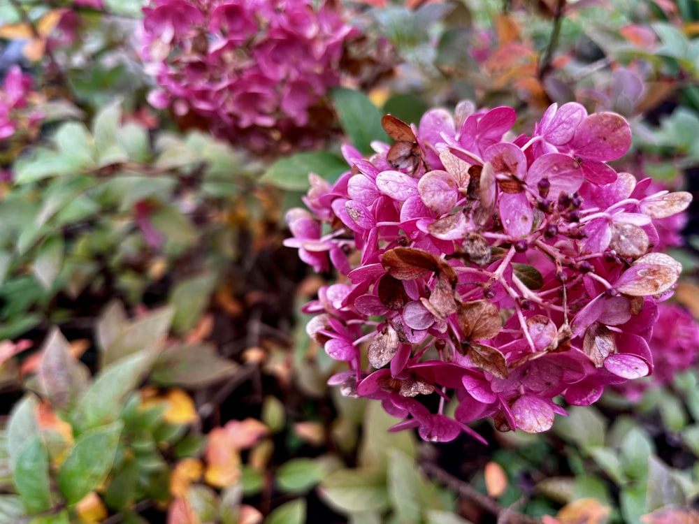 a close up of a bunch of purple flowers