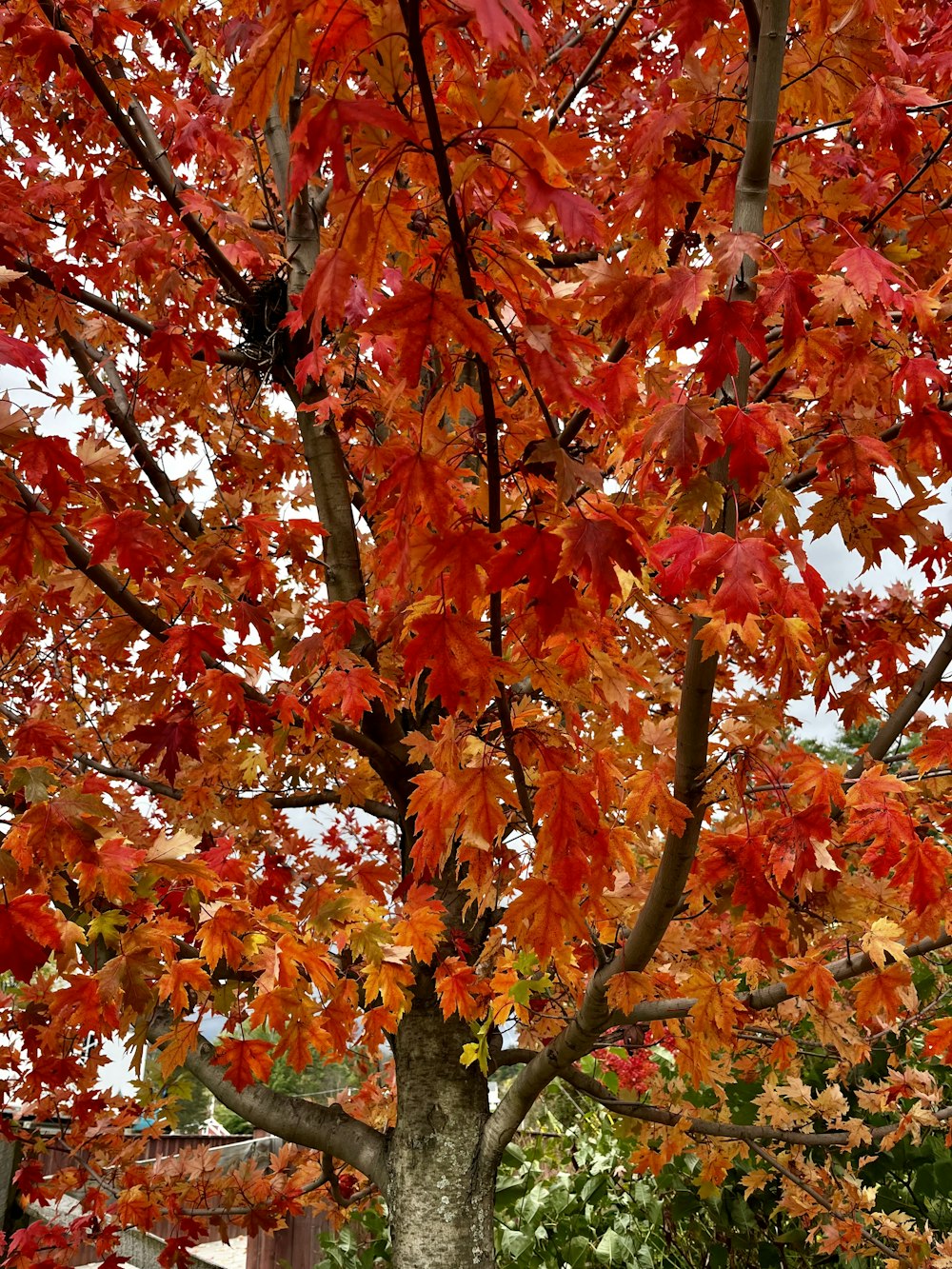 a tree with red leaves in the fall