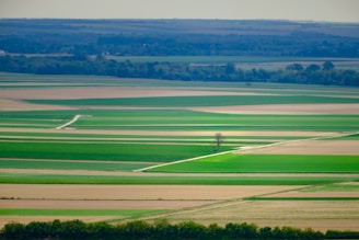 An expansive landscape of flat agricultural fields in various shades of green and brown. The fields are divided by straight lines, likely dirt paths or small roads, with a solitary tree standing prominently near the center. The horizon shows a distant line of trees under a slightly overcast sky, suggesting a rural and serene setting.