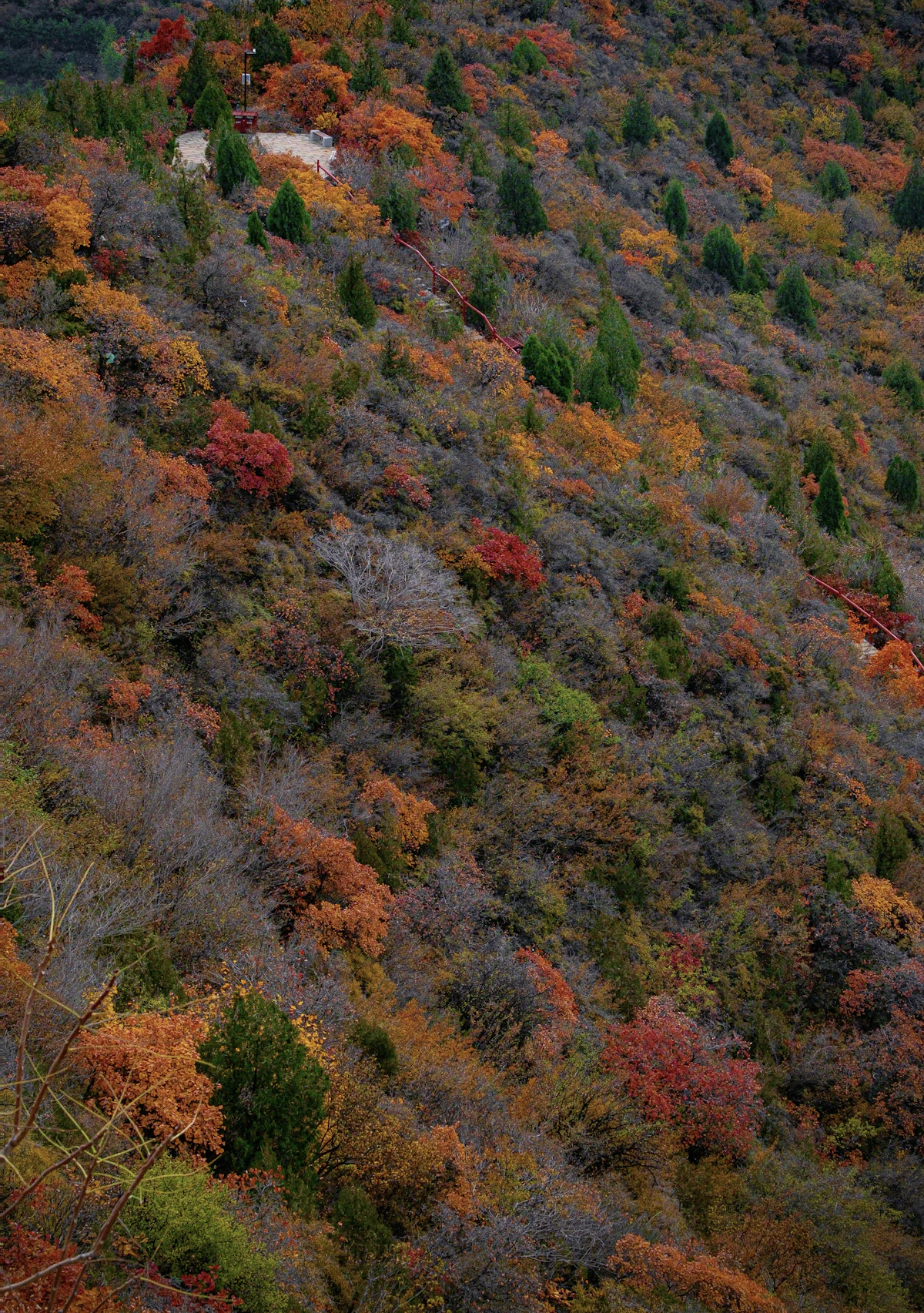 A hillside of red and orange shrubs and dark conifers in autumn, near Taiyuan in Shanxi