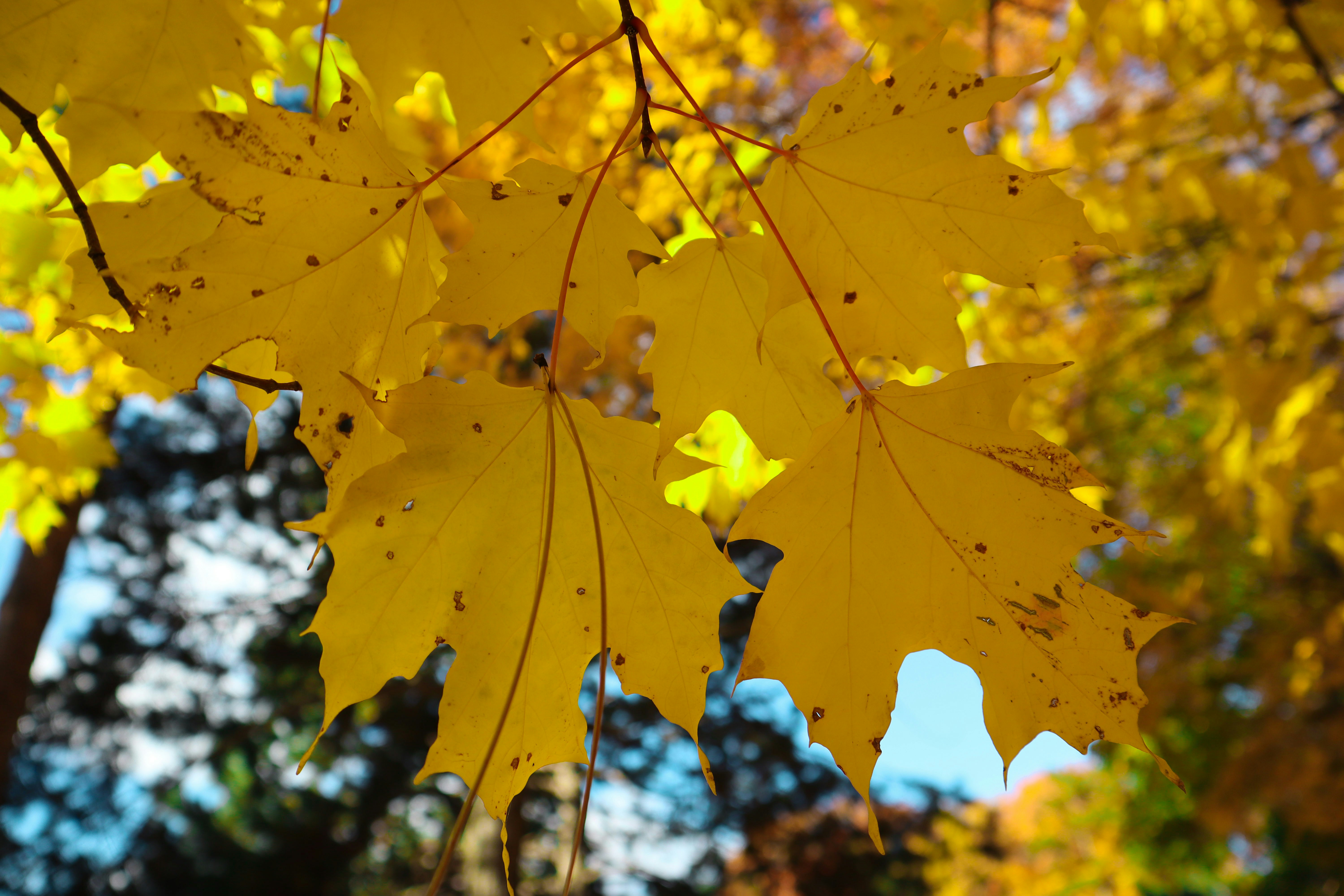 Photo by bhaskara999