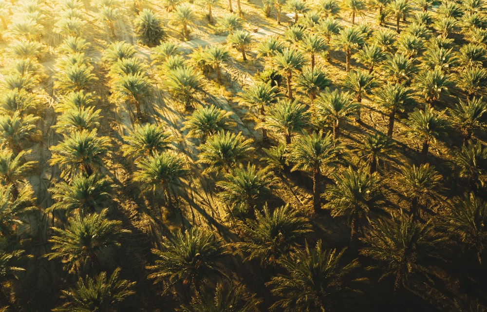 an aerial view of a palm tree forest