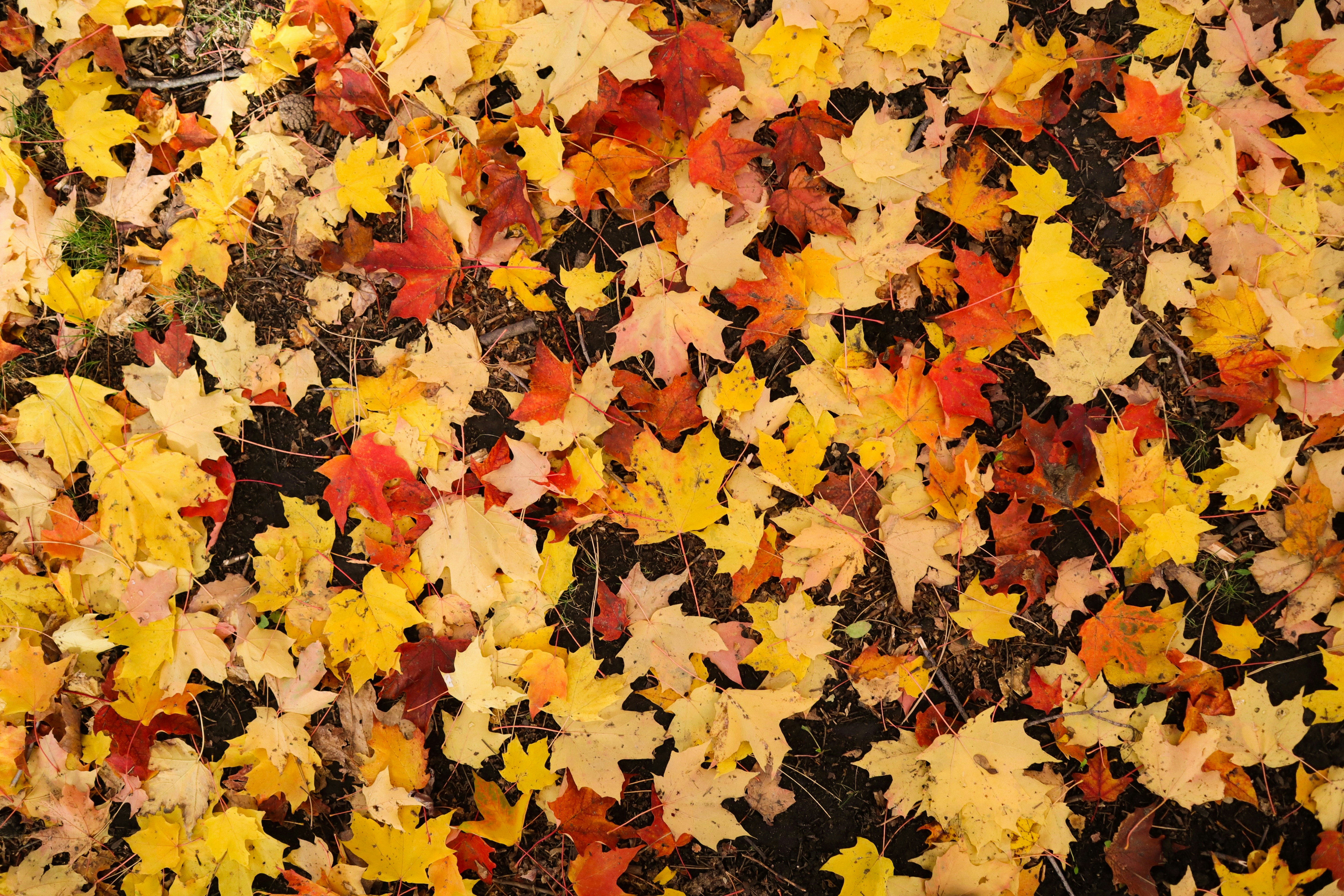 Photo by bhaskara999