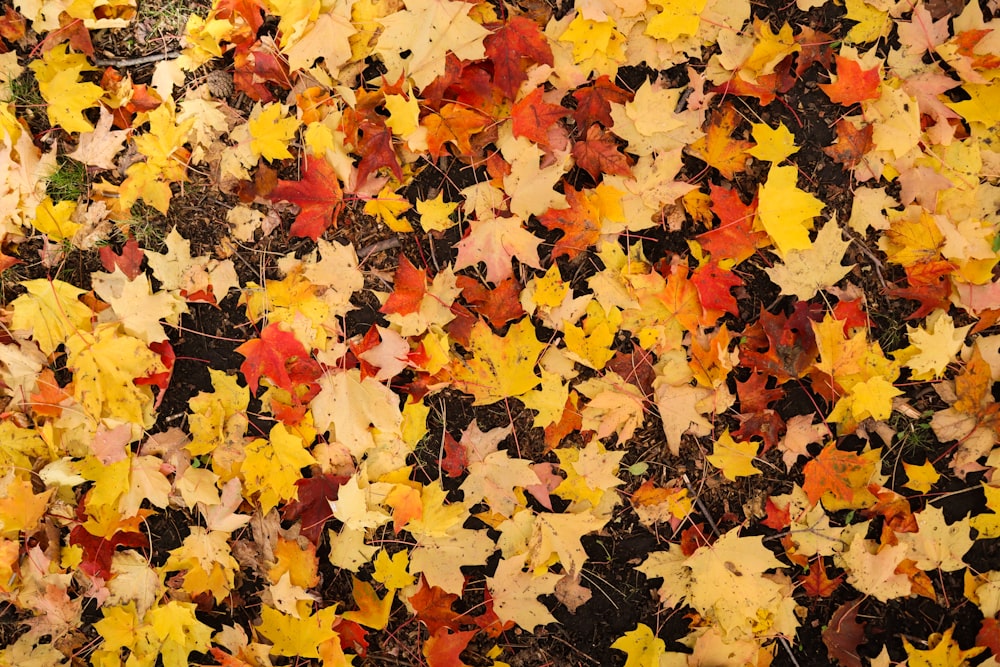 a bunch of leaves that are laying on the ground