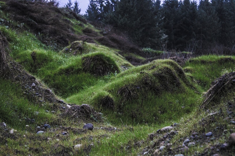A lush, green landscape features small mounds of grass-covered earth, interspersed with a few scattered rocks. In the background, a dense forest of tall evergreen trees provides a natural backdrop, creating a serene and untouched natural environment. The uneven terrain suggests a natural, wild setting.