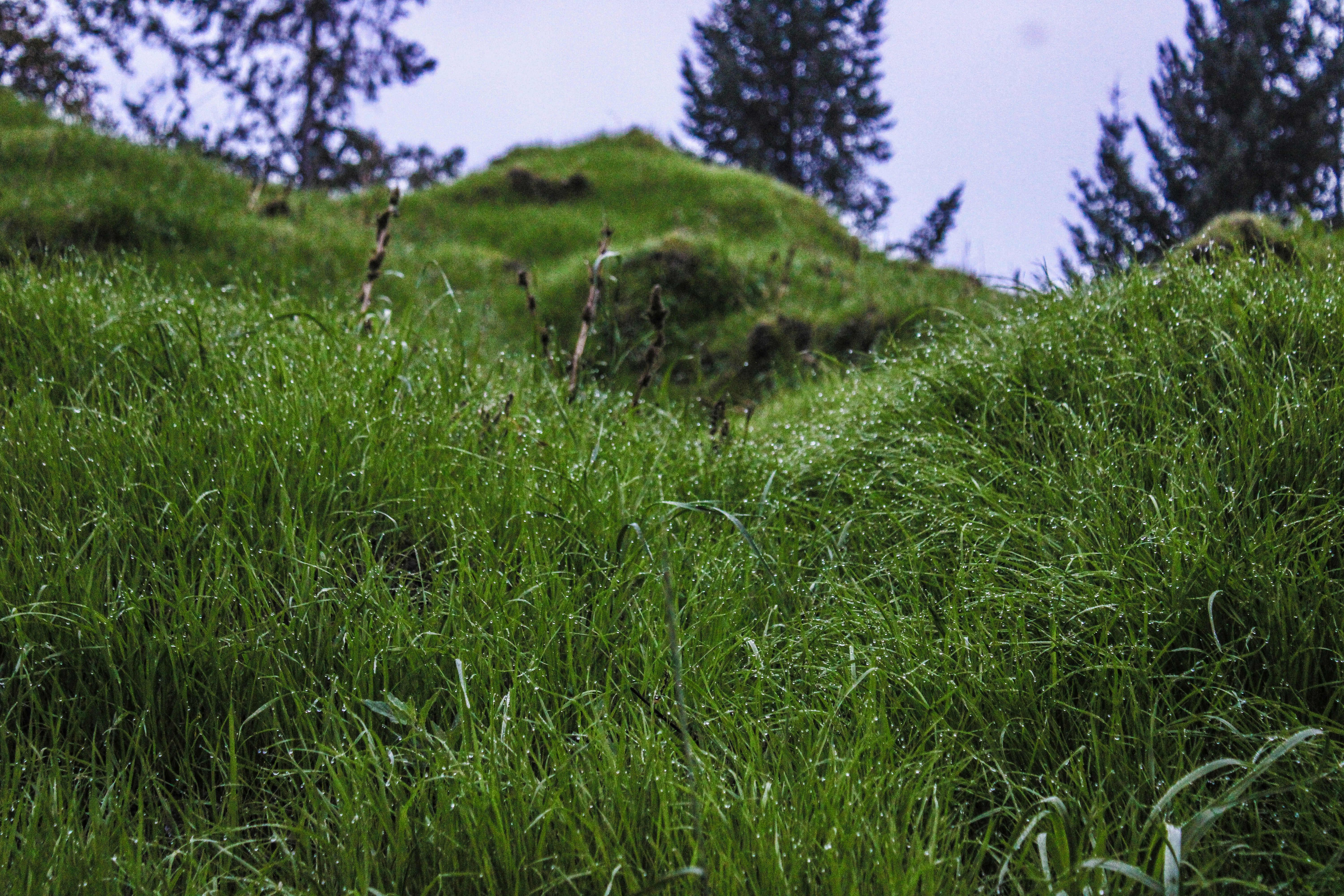 a field of green grass with trees in the background