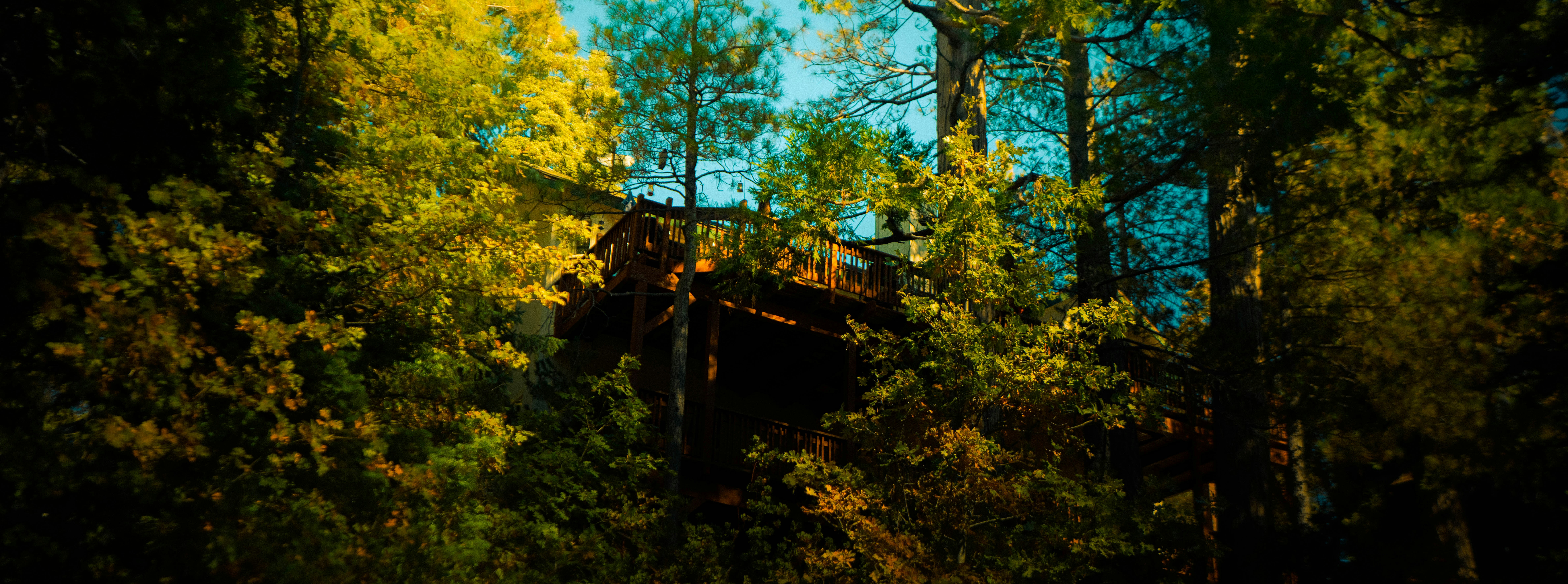 The Magical Treehouse