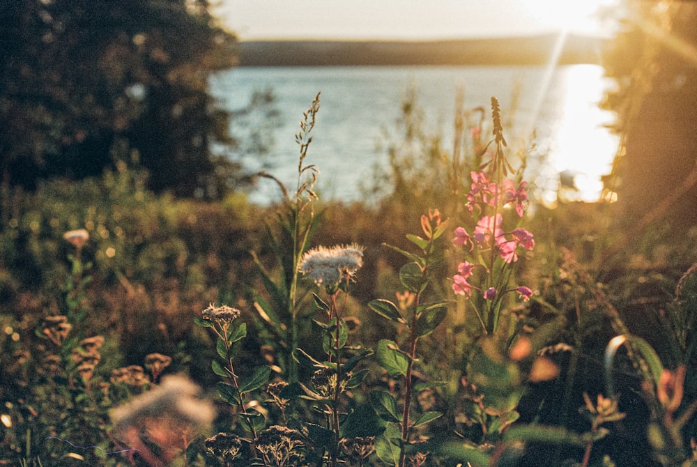 a field of wildflowers with a lake in the background