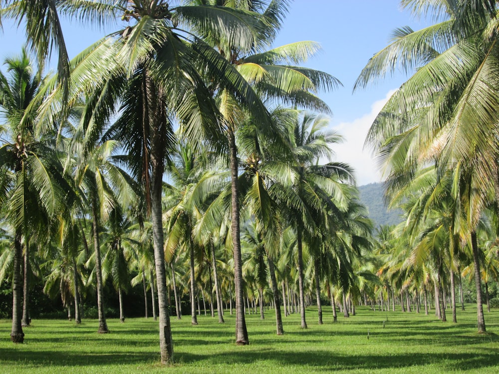 a field of palm trees with a mountain in the background