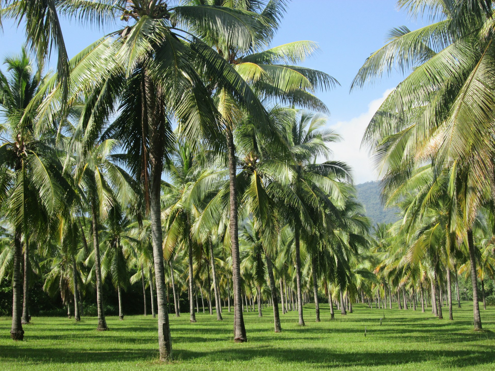a field of palm trees with a mountain in the background