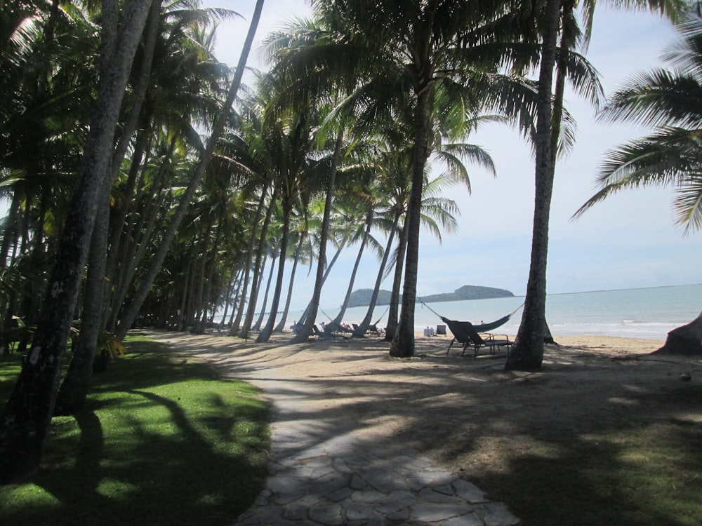 palm trees line a path leading to the beach