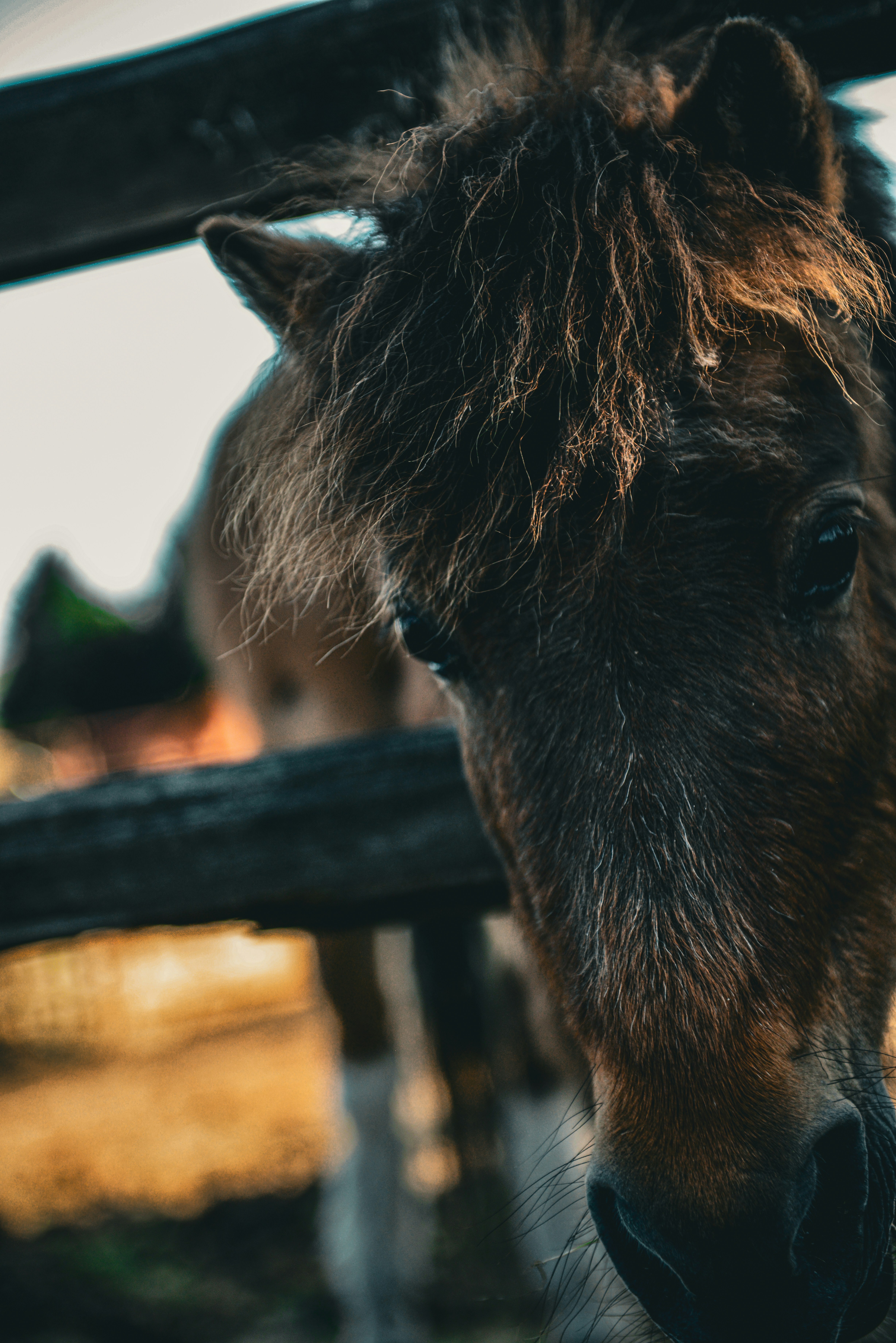 Classic Leather Riding Gloves