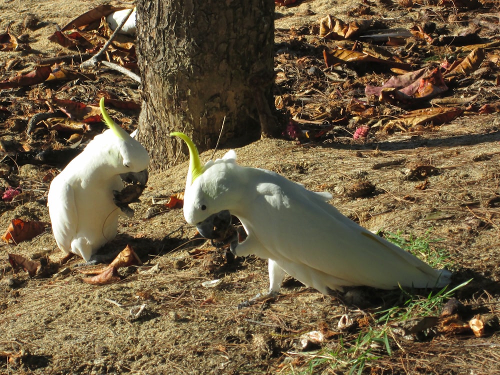 a couple of white birds standing next to a tree