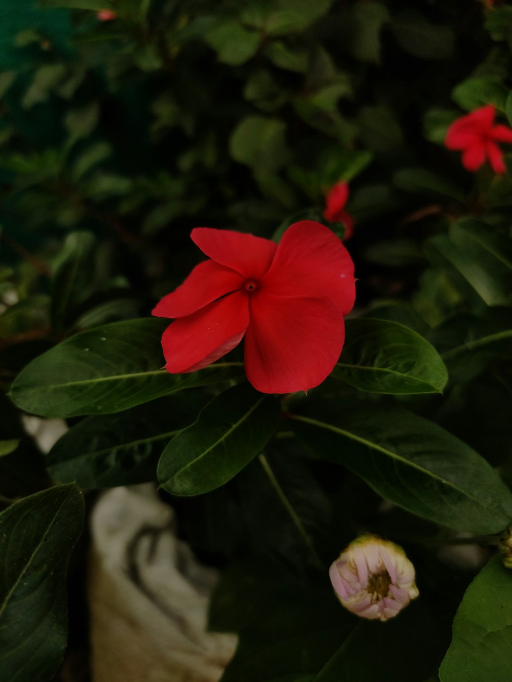 un fiore rosso seduto in cima a una pianta verde lussureggiante
