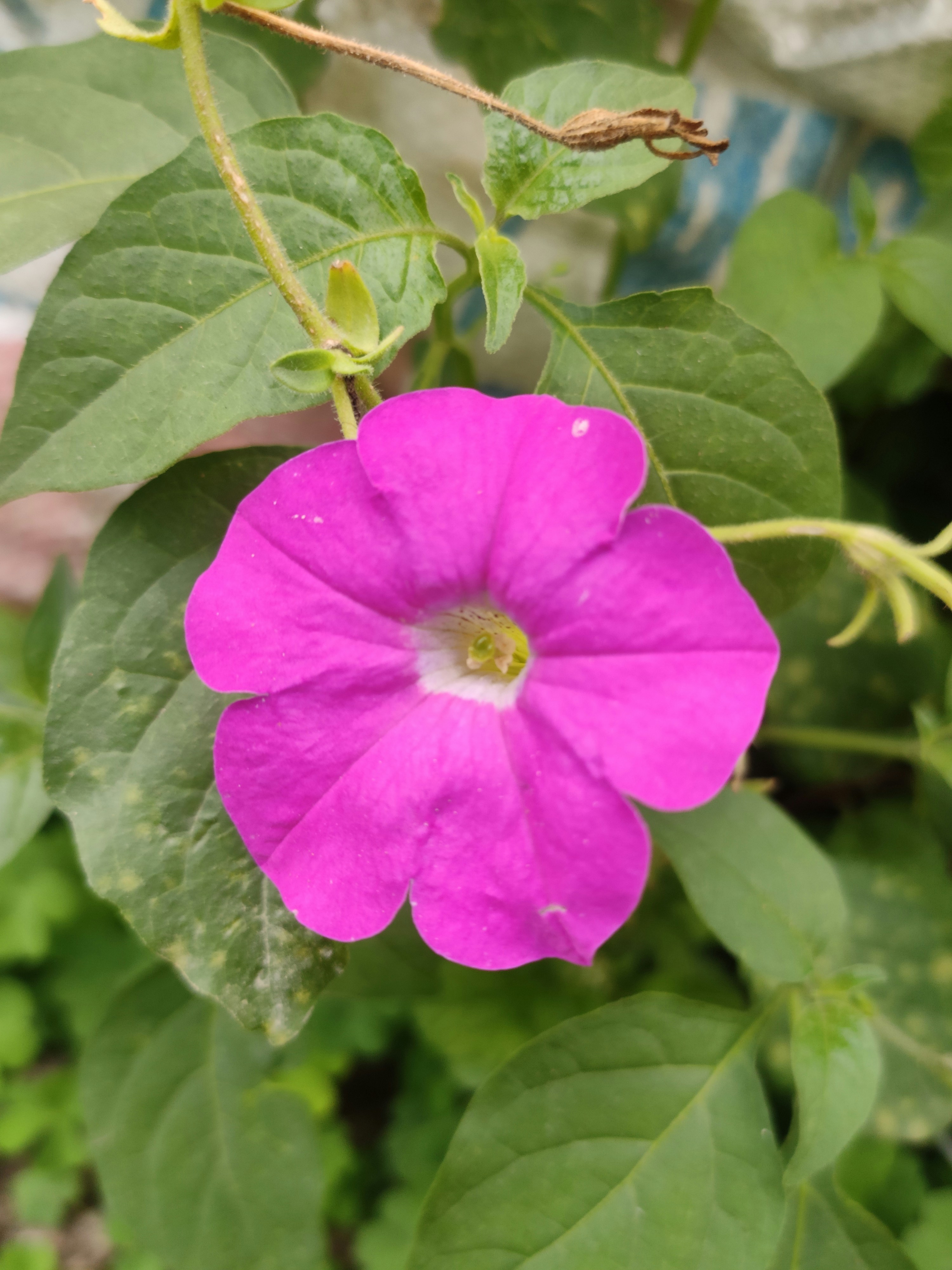 Photo by sujan_koppa117