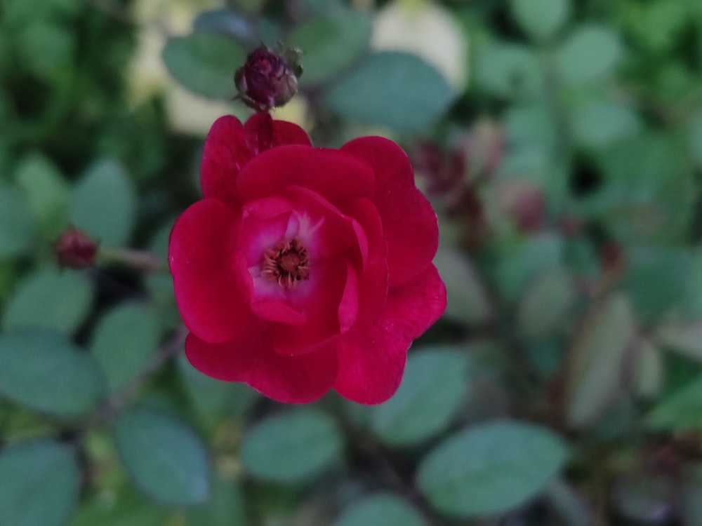 una rosa rossa con foglie verdi sullo sfondo