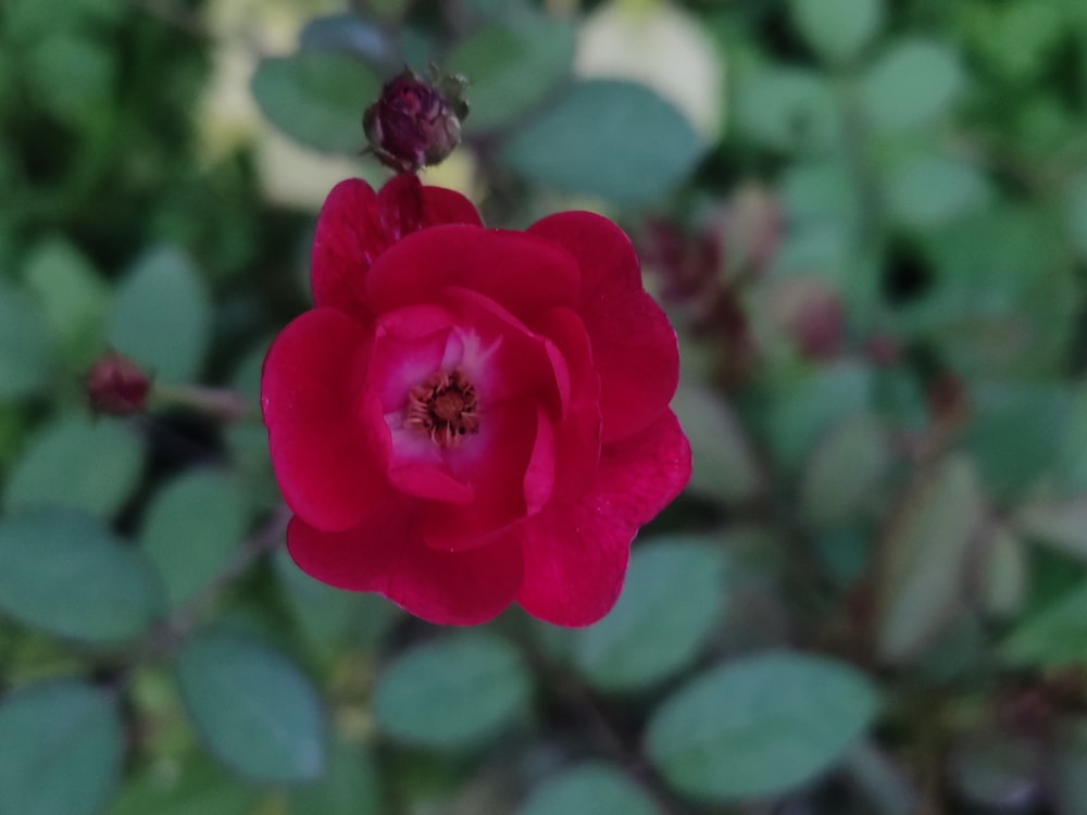 a red rose with green leaves in the background