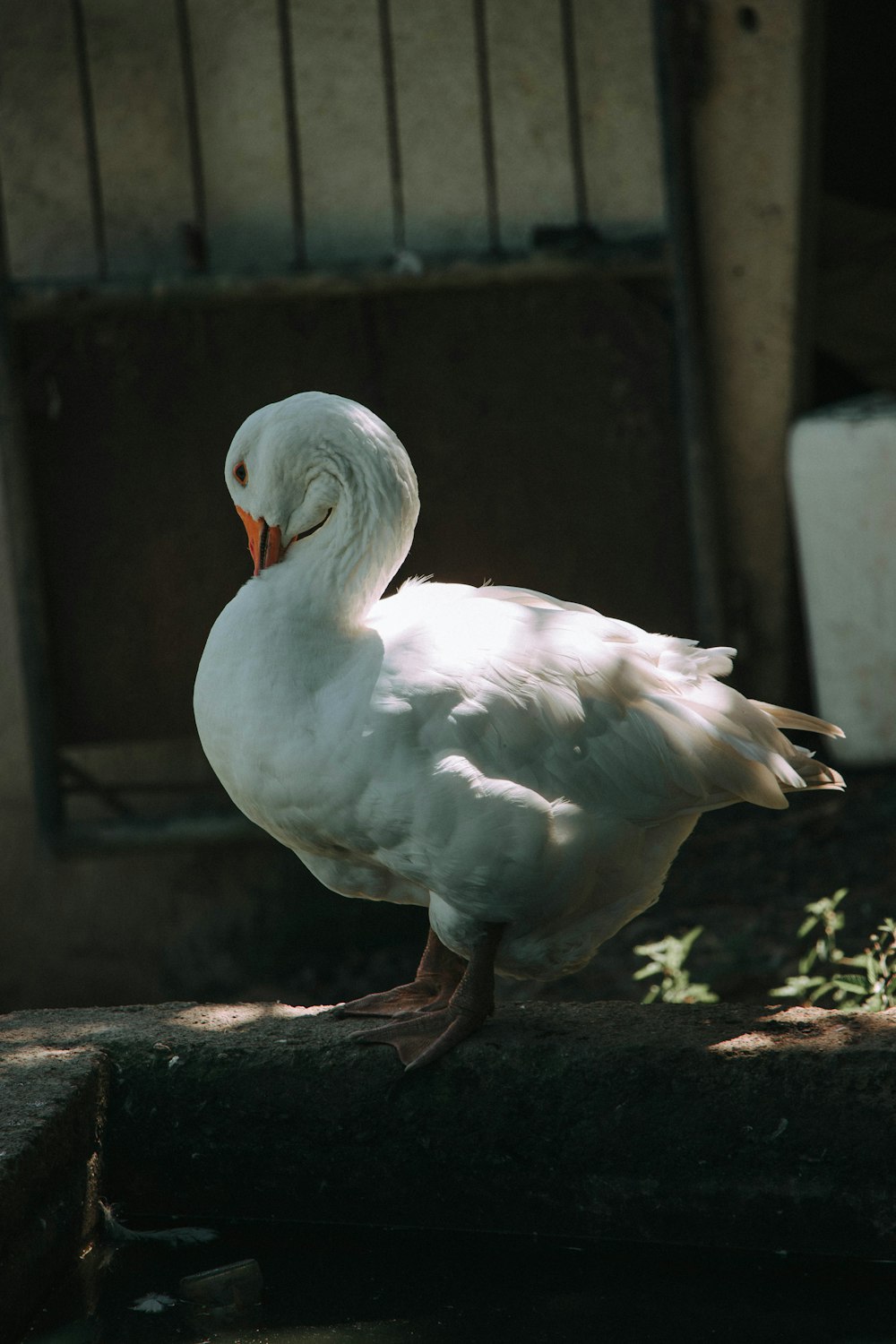 a white bird standing on top of a piece of wood