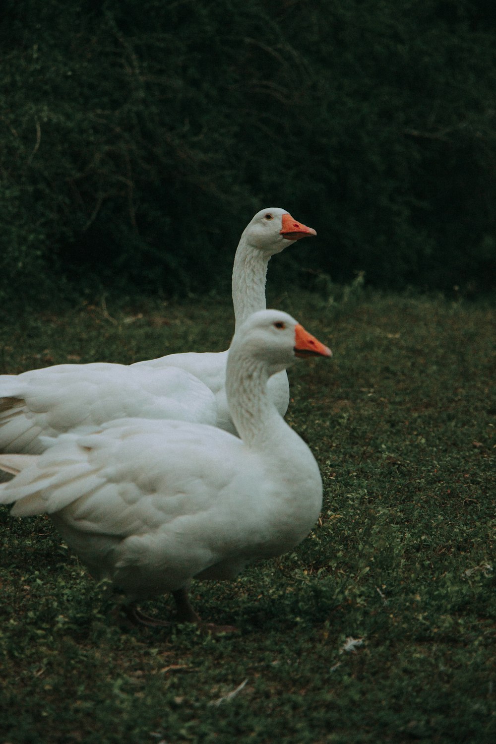 a couple of white ducks standing on top of a grass covered field