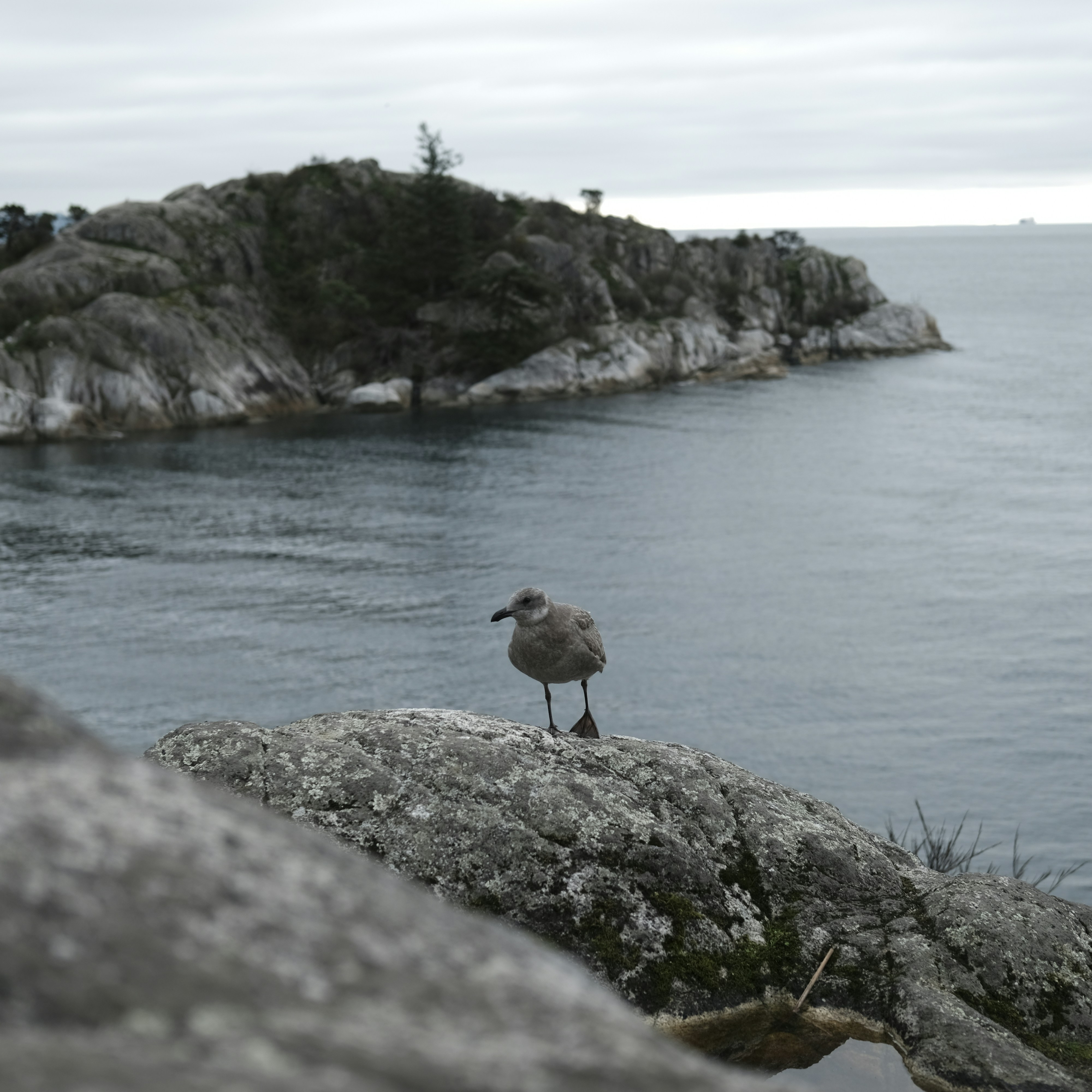 a seagull standing on a rock near the ocean