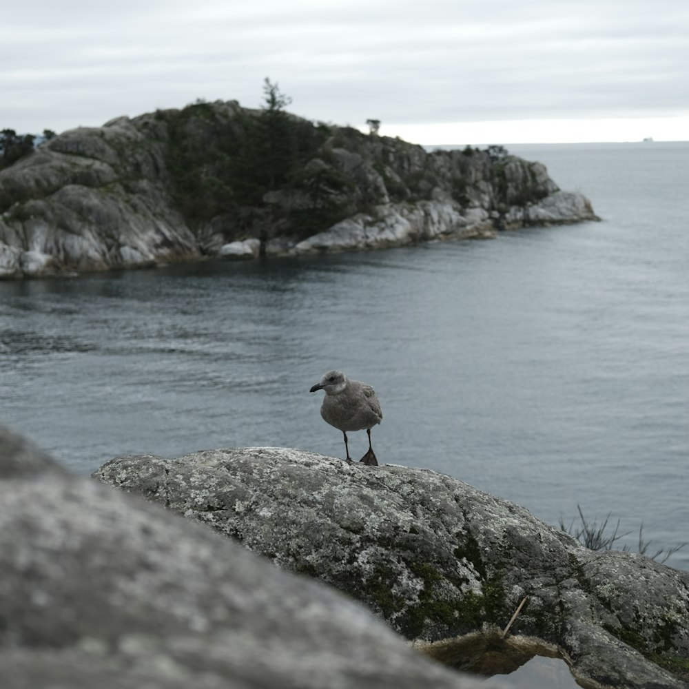 a seagull standing on a rock near the ocean