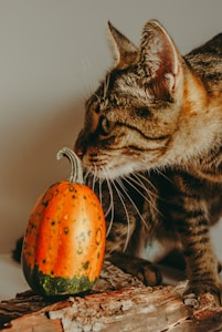 Calming Herbal Bites