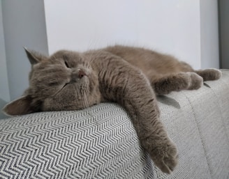 a cat sleeping on a couch with its eyes closed