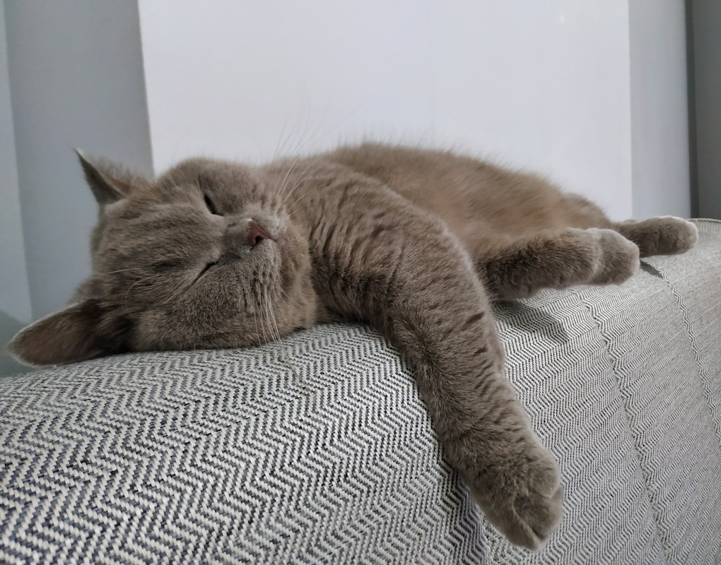 a cat sleeping on a couch with its eyes closed