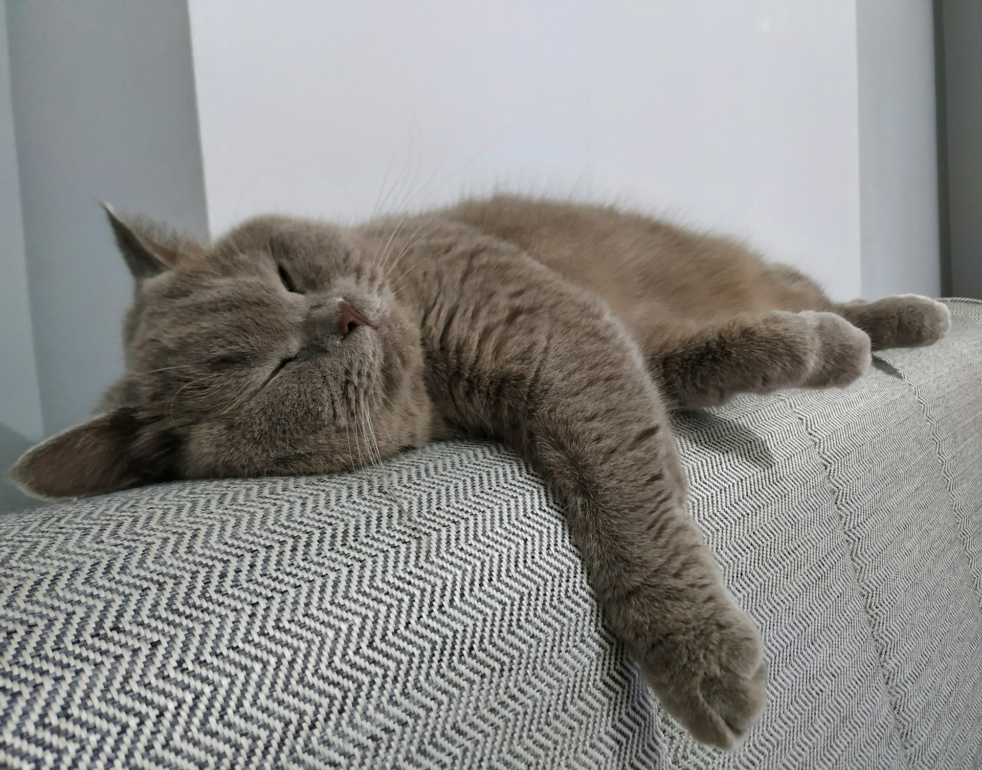 a cat sleeping on a couch with its eyes closed
