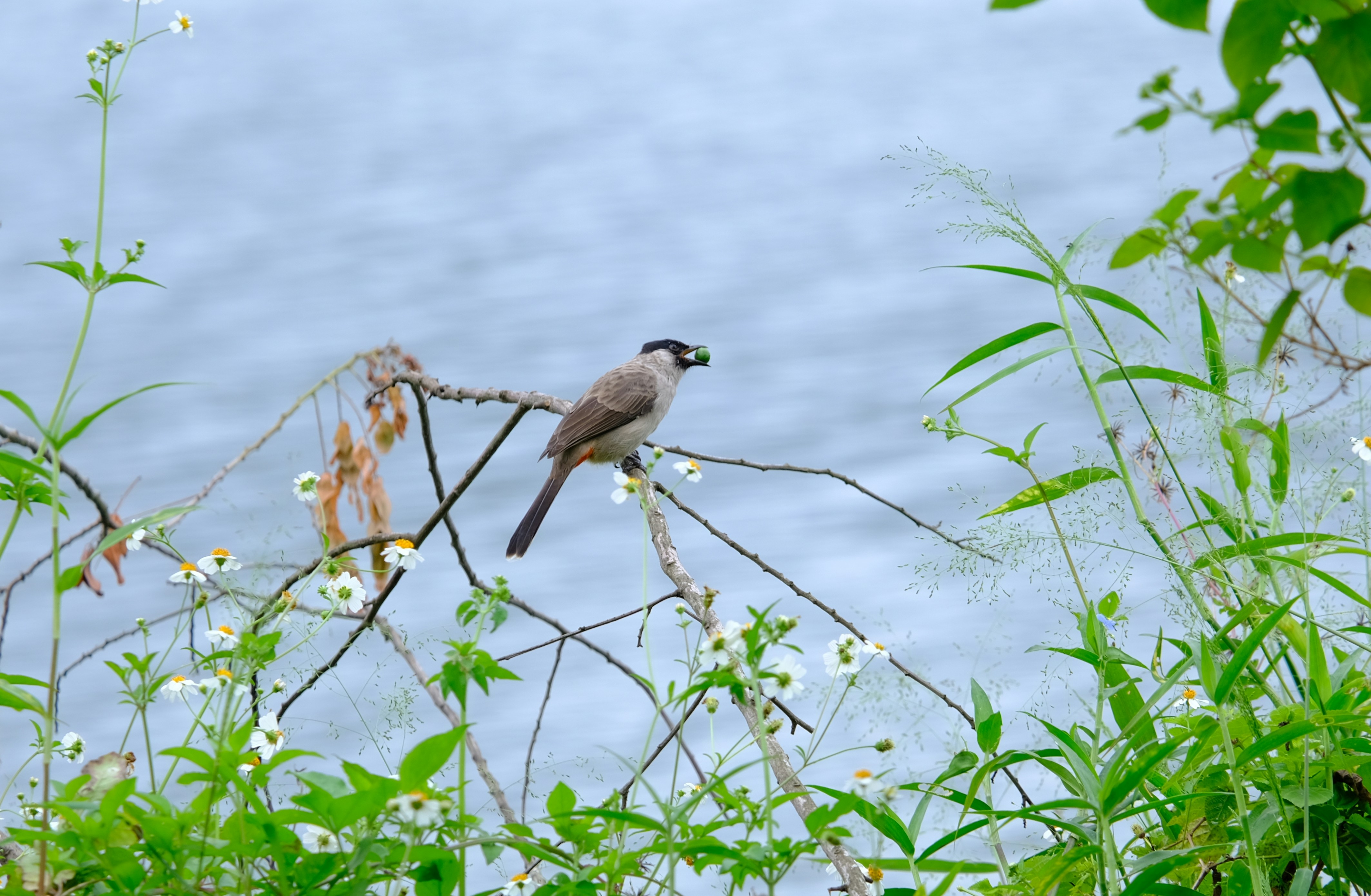 Lake Naivasha
