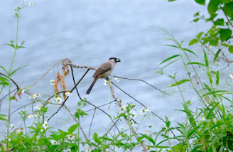 A calm residential condominium garden with a small rescued bird perched on a branch.