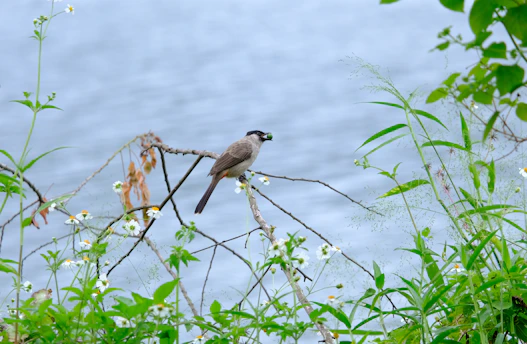 A calm residential condominium garden with a small rescued bird perched on a branch.