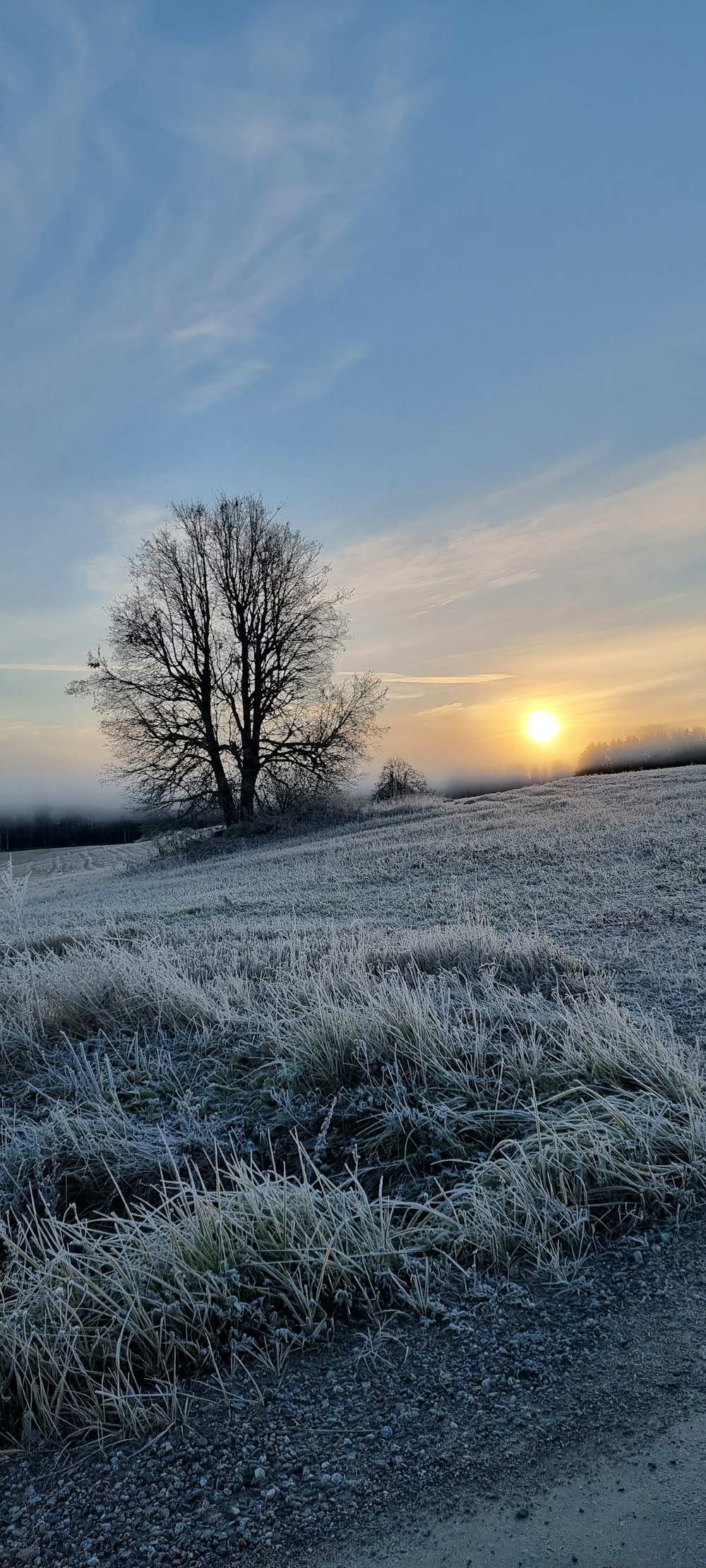 a frosty field with a lone tree in the distance