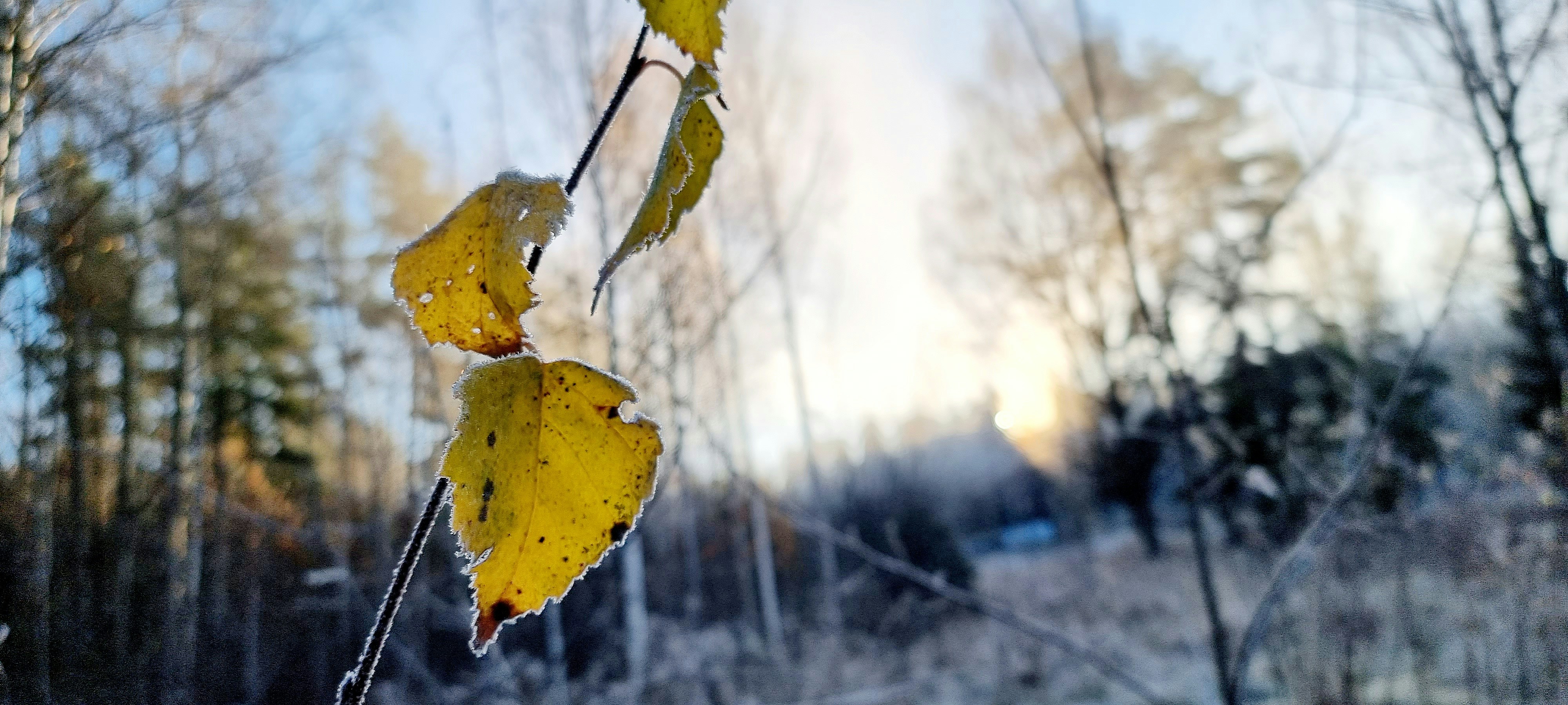a yellow leaf is hanging from a tree branch