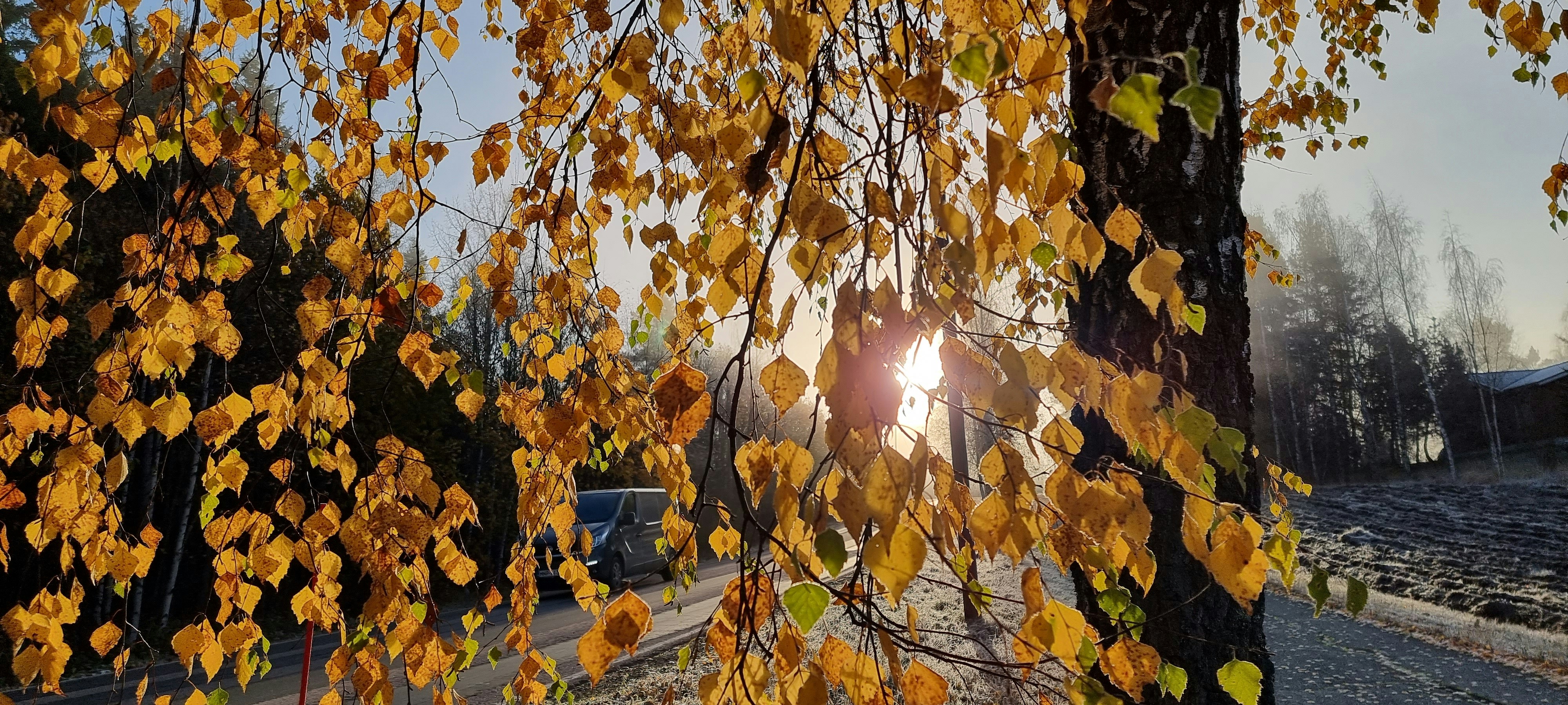 the sun shines through the leaves of a tree