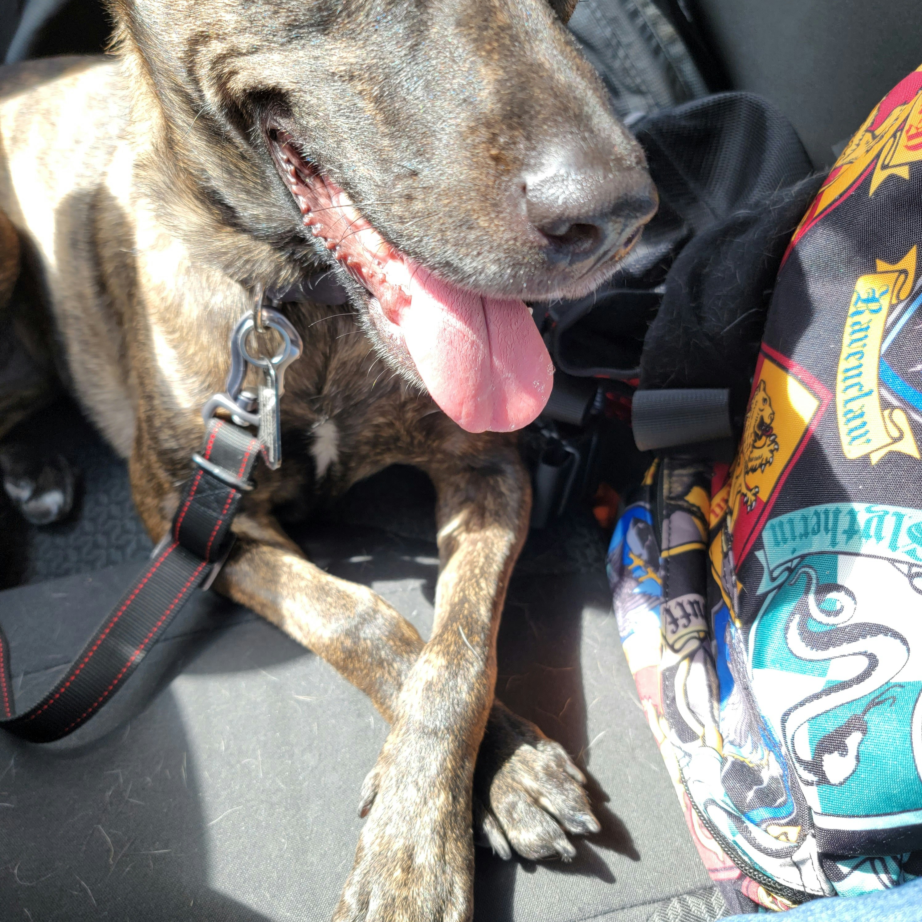 Cinturón de seguridad