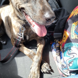 A brindle dog sitting on a car seat with a black and red leash attached to its collar. It has its tongue out, appearing relaxed and content. Beside the dog is a brightly colored fabric, possibly a bag, featuring various patterns and symbols.