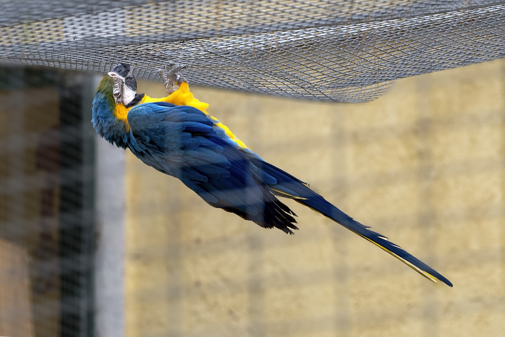 a blue and yellow bird sitting on top of a net