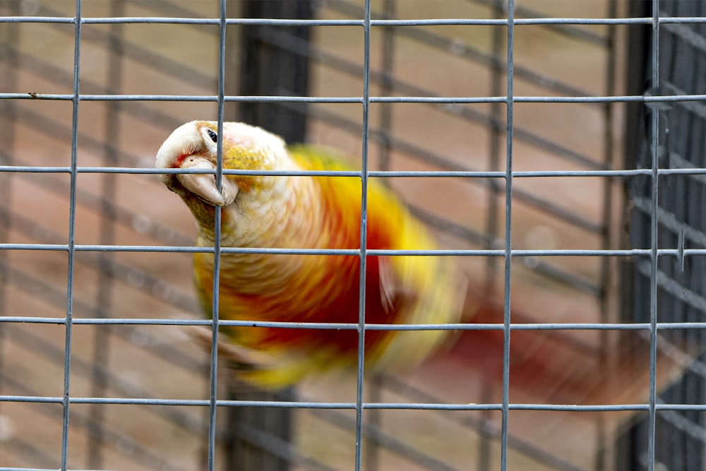 un pájaro colorido sentado encima de una jaula