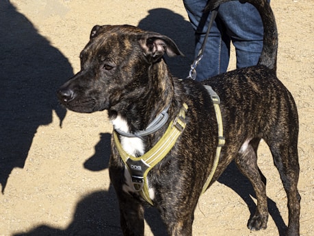 a dog wearing a harness standing next to a person