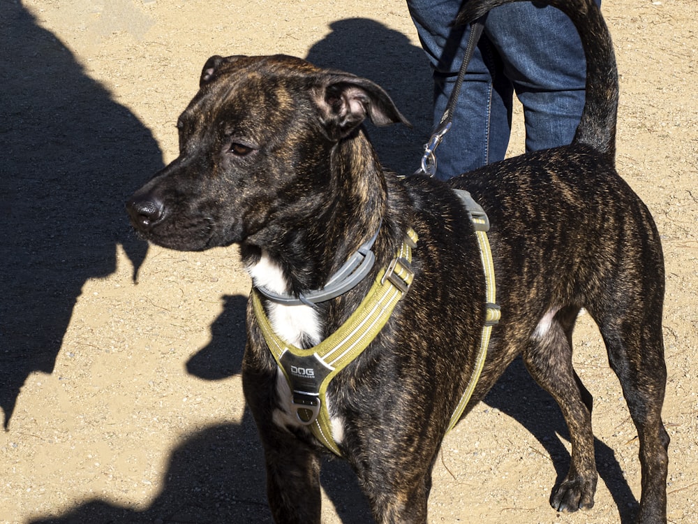 a dog wearing a harness standing next to a person