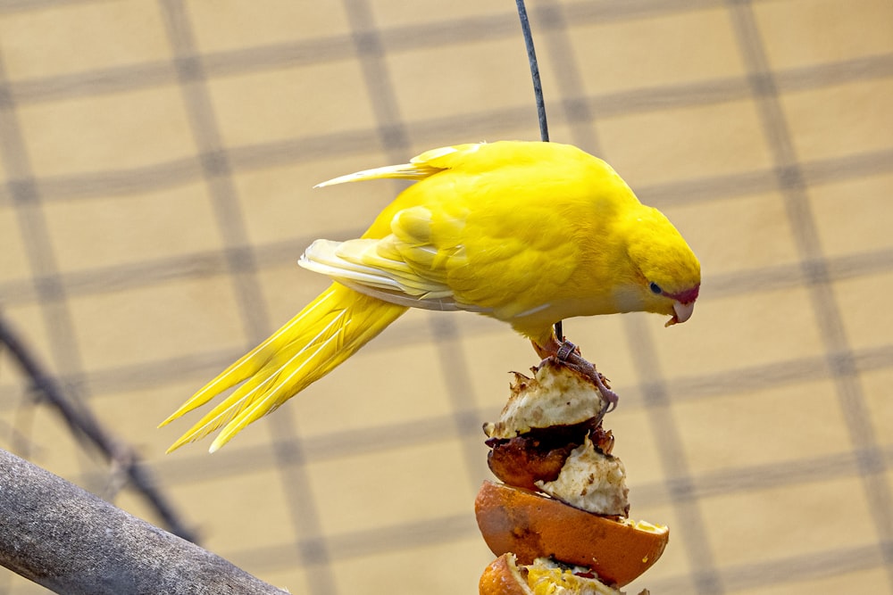 a yellow bird perched on top of a piece of food