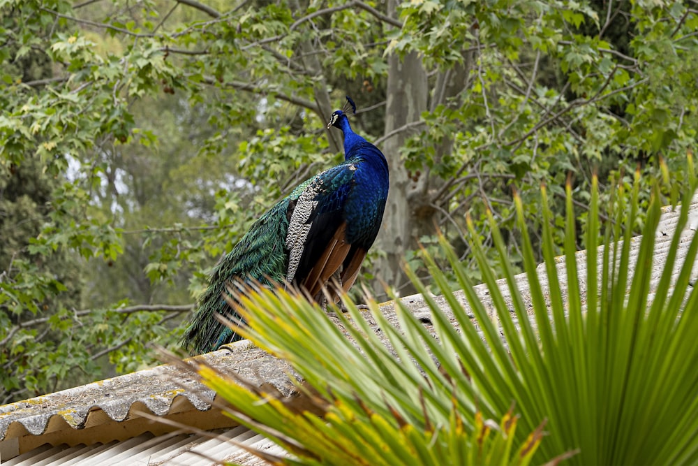 un pavo real sentado en lo alto de un tejado junto a un árbol