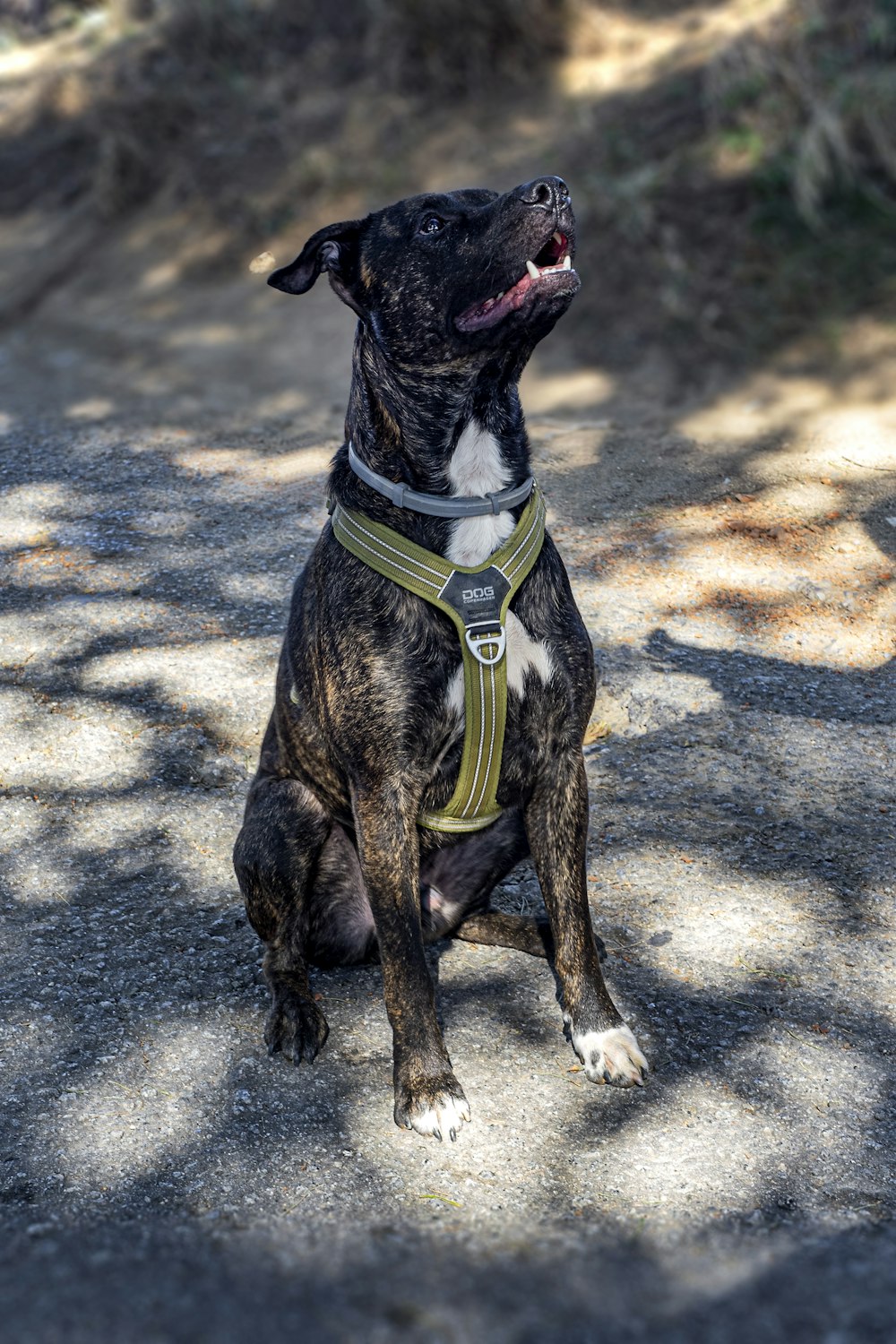 a black and white dog sitting on top of a dirt road