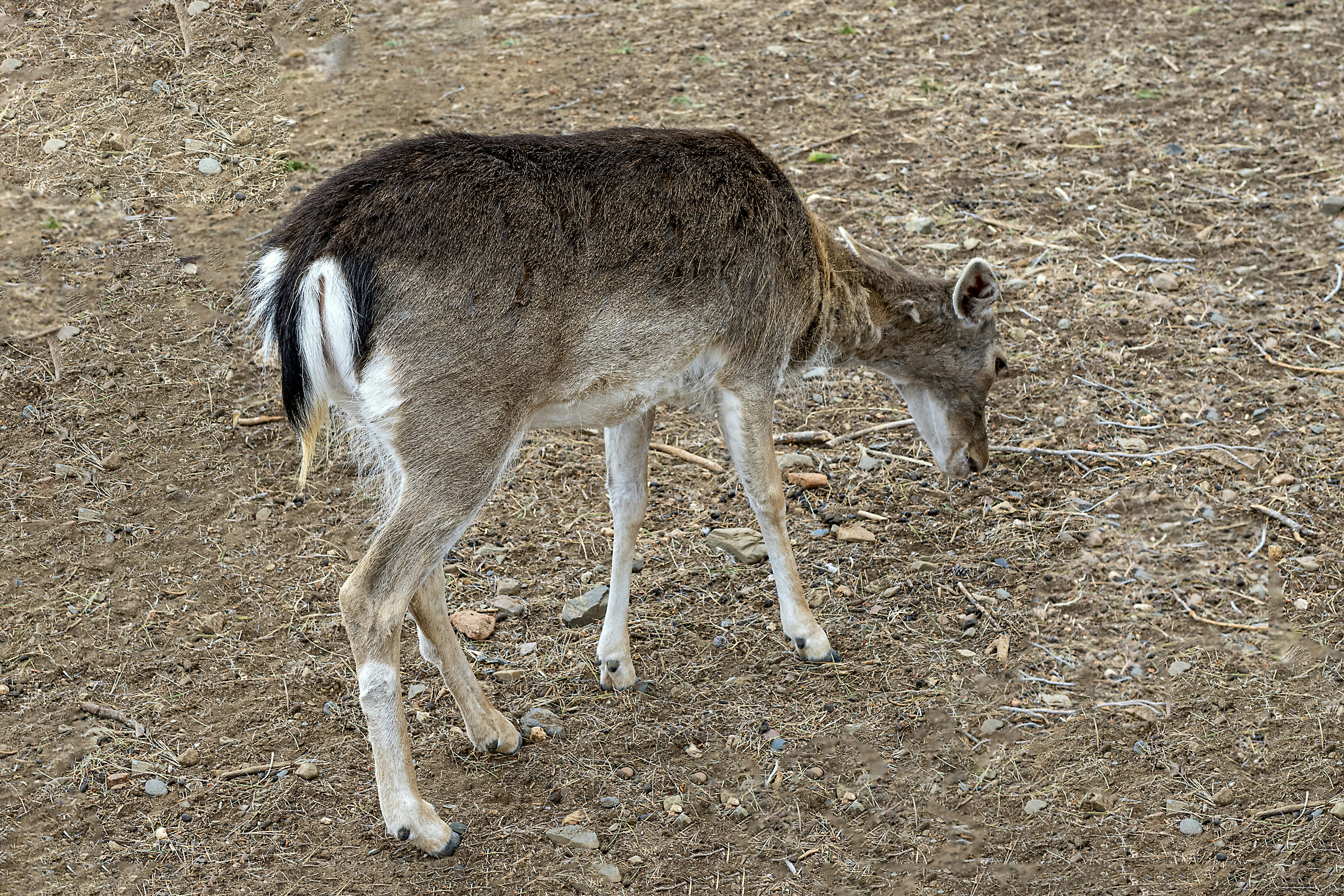 a small deer standing on top of a dirt field