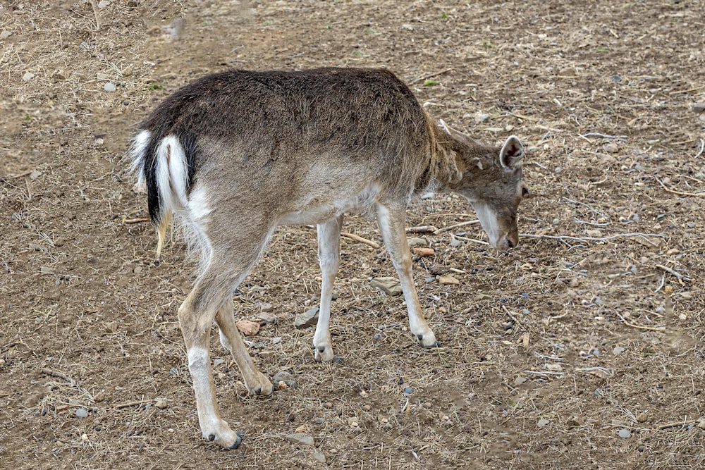 a small deer standing on top of a dirt field