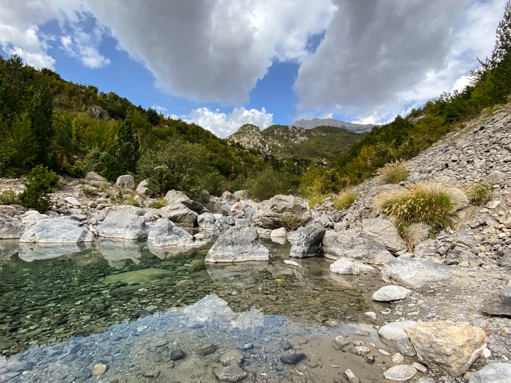 a river running through a lush green forest